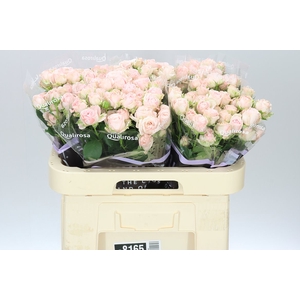 Rosa Tr Bombastic