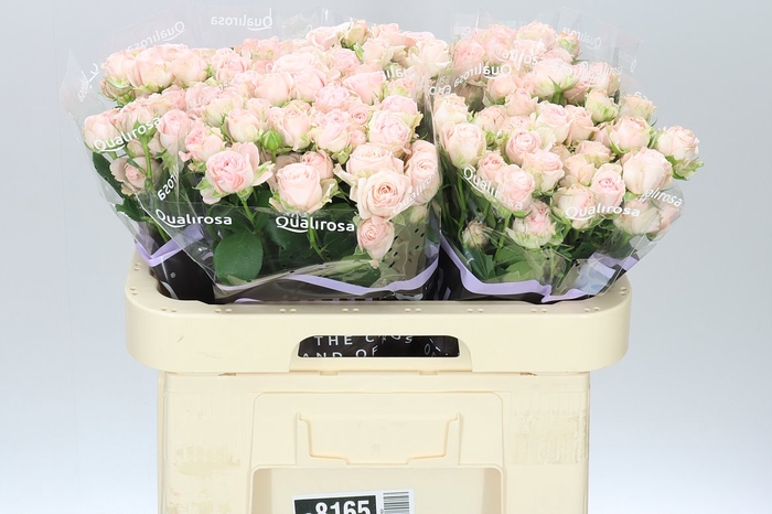<h4>Rosa Tr Bombastic</h4>