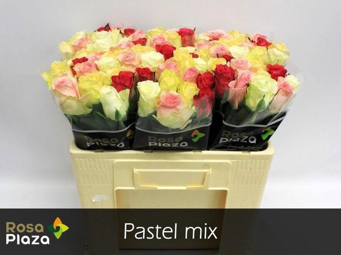 <h4>R GR PASTEL MIX#</h4>