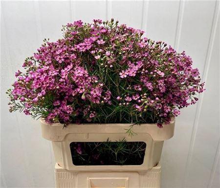 <h4>Chame Un Jupiter</h4>