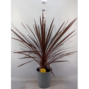 Cordyline austr. 'Red Star'