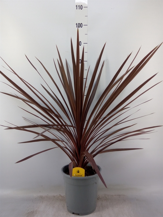 <h4>Cordyline austr. 'Red Star'</h4>