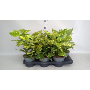 Aucuba japonica ...