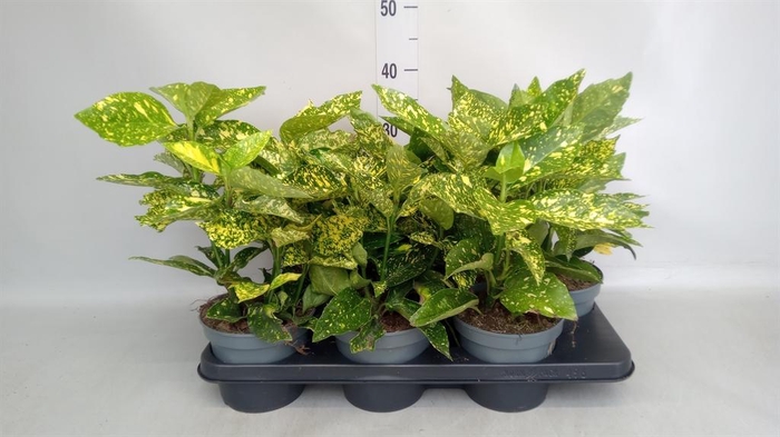 <h4>Aucuba japonica ...</h4>