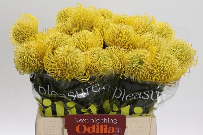 <h4>Nutans High Gold</h4>