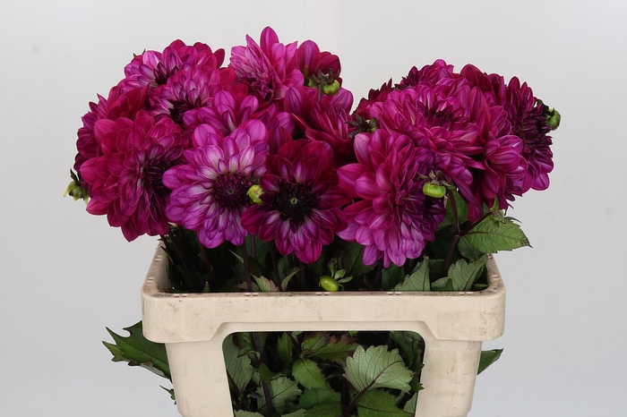 Dahlia Smiling Don