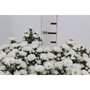 ASTER MARIANA 050 CM
