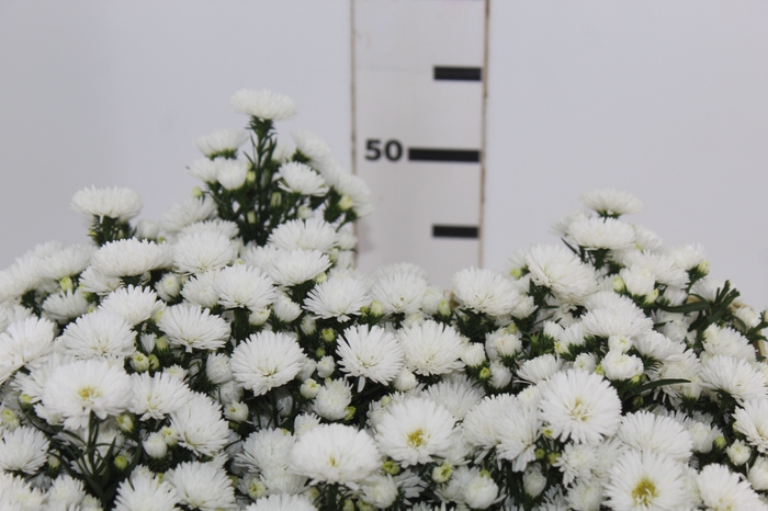 <h4>ASTER MARIANA 050 CM</h4>