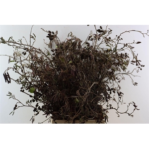 Elzenproppen [ Alder Cones]