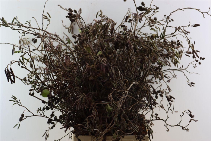 <h4>Elzenproppen [ Alder Cones]</h4>