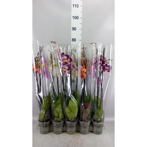 Phalaenopsis   ...mix  5