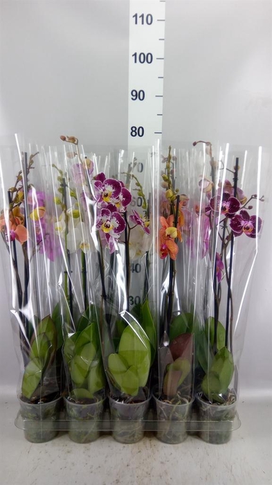 <h4>Phalaenopsis   ...mix  5</h4>
