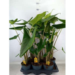 Alocasia zebrina