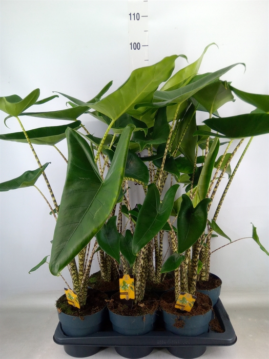 <h4>Alocasia zebrina</h4>
