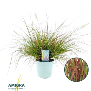 Pennisetum alop. 'Burgundy Bunny' 15cm