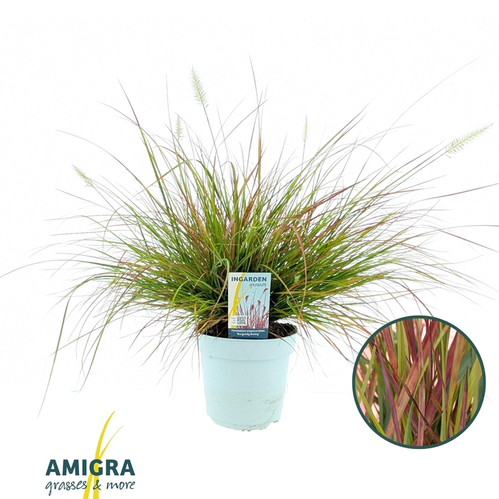 <h4>Pennisetum alop. 'Burgundy Bunny' 15cm</h4>