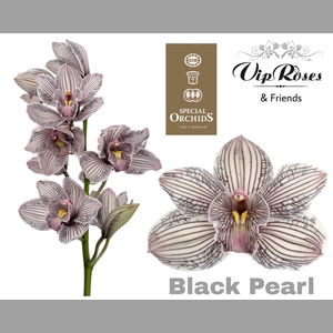 CYMB DYED BLACK PEARL