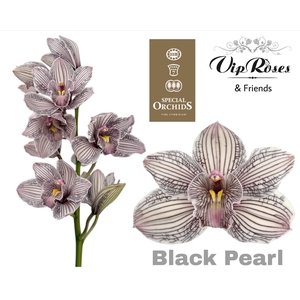 Cymb Dyed Black Pearl