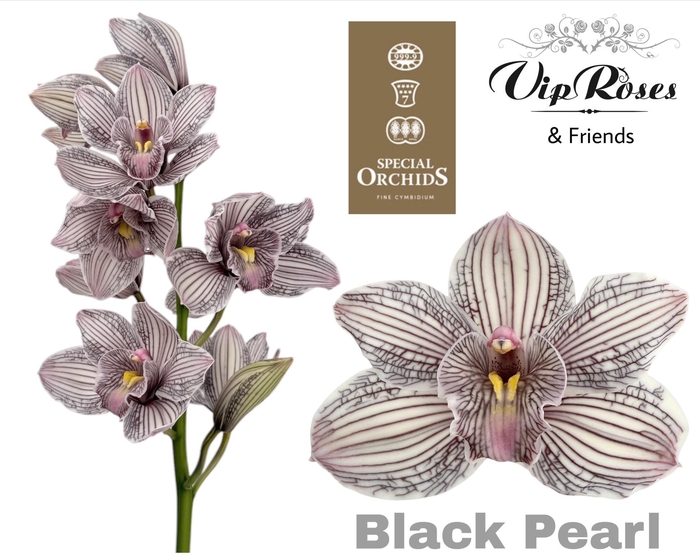 <h4>Cymb Dyed Black Pearl</h4>