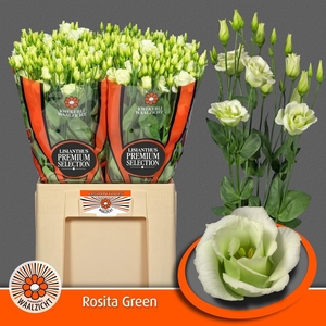 Eus G Rosi Green