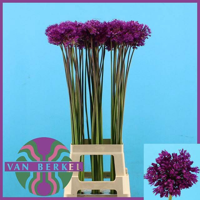 <h4>ALLIUM PURPLE SENS</h4>