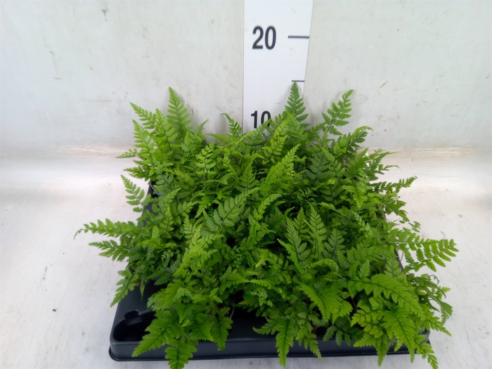 <h4>Planten Groen   ...L%</h4>