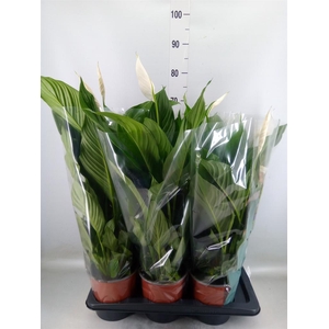 Spathiphyllum  'Bingo Cupido'