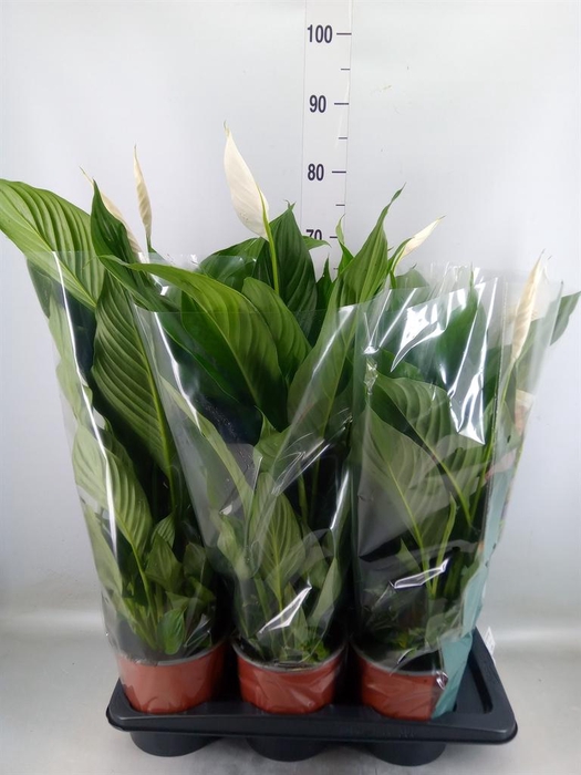 <h4>Spathiphyllum  'Bingo Cupido'</h4>