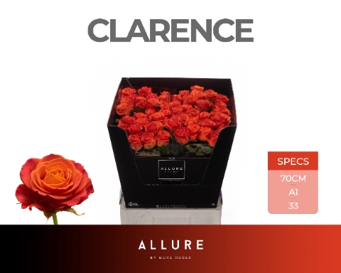 <h4>R GR CLARENCE+ ALLURE</h4>