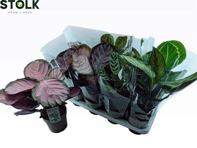 <h4>CALAT GEM 4 SRT</h4>