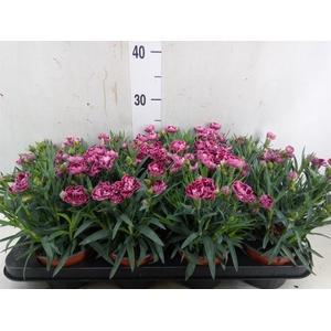 Dianthus car.