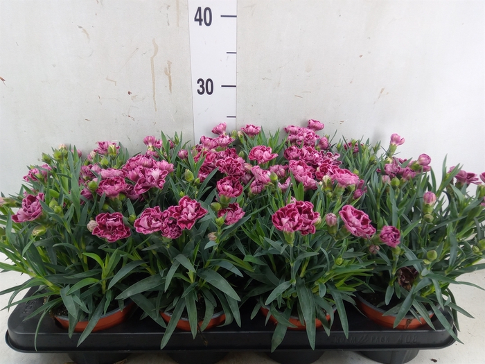 <h4>Dianthus car.</h4>
