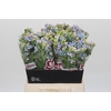 Oxypetalum Tweedia Blue