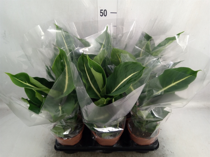 <h4>Dieffenbachia  'Green Magic'</h4>