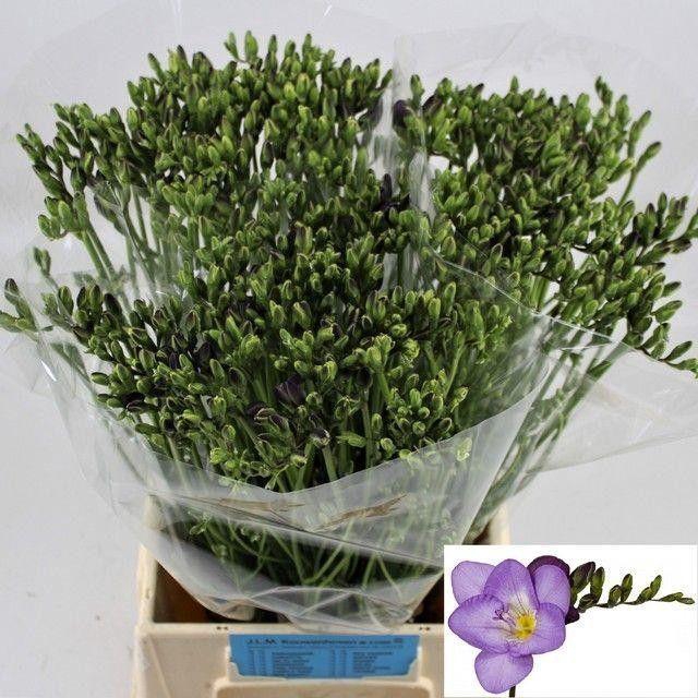 <h4>FR EN DELTA RIVER</h4>