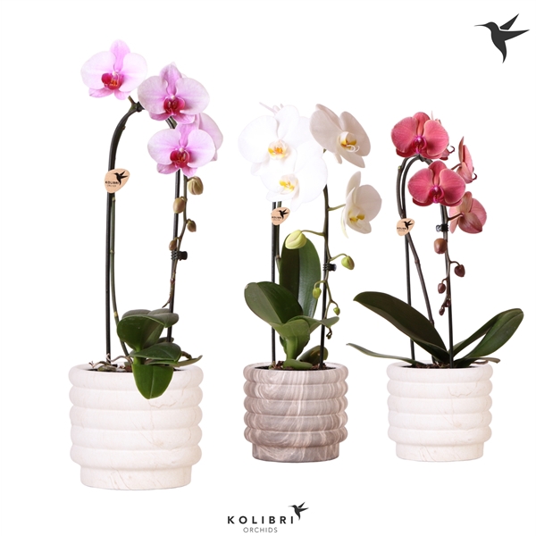 <h4>Kolibri Orchids Cascade Niagara fall 1 spike in Marble pot mix</h4>