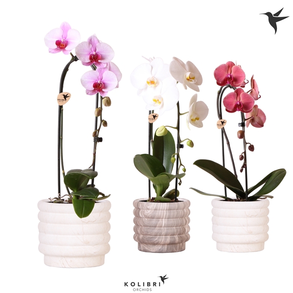 <h4>Phalaenopsis Elegant Cascade</h4>