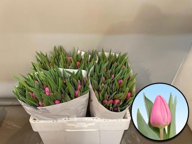 <h4>TU EN MOLTO AMATA</h4>