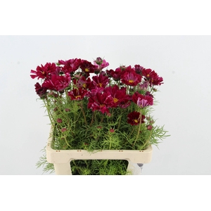 COSMOS BIPINNATUS FUCHSIA