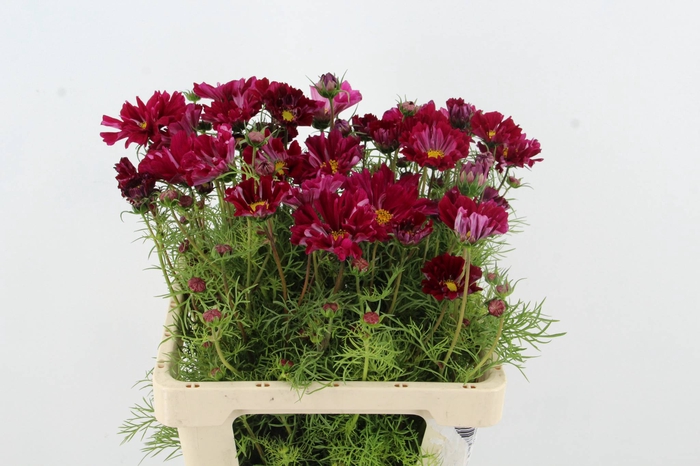<h4>COSMOS BIPINNATUS FUCHSIA</h4>