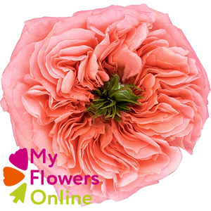 R Gr Candy Xpression Pink 50cm EC