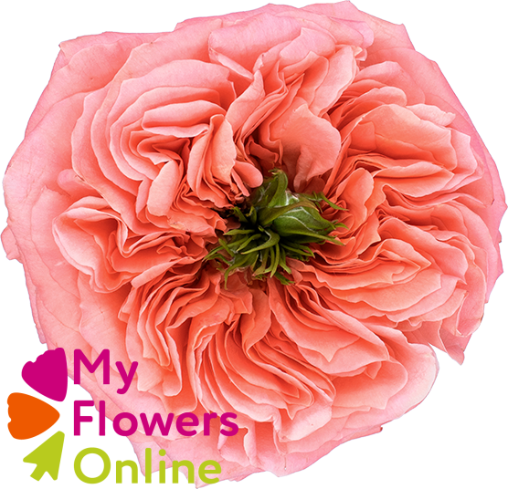 <h4>R Gr Candy Xpression Pink 50cm EC</h4>