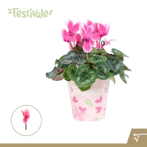 CYCL GR LOVE MOMENTS