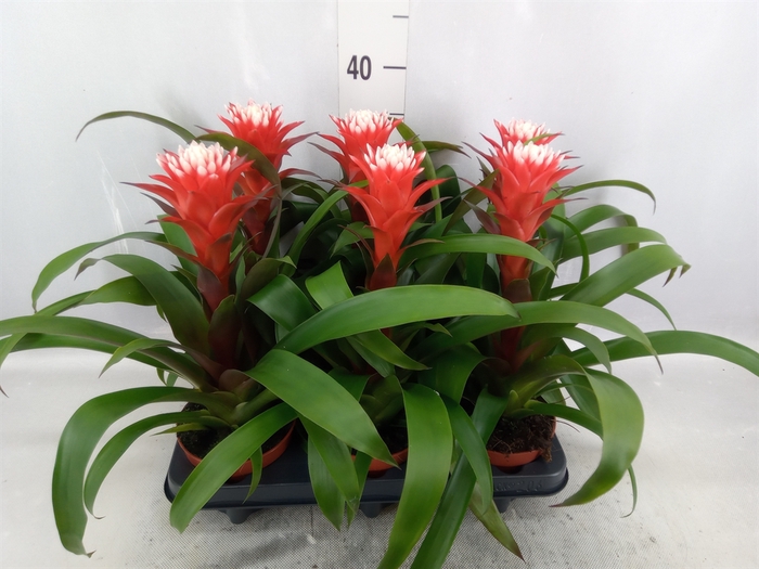 <h4>Guzmania  'Hope'</h4>