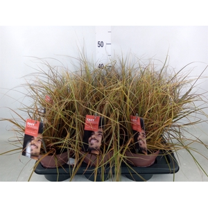Uncinia rubra 'Everflame'