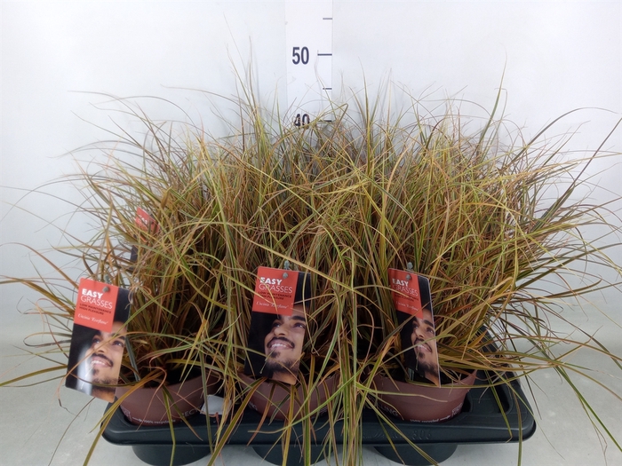<h4>Uncinia rubra 'Everflame'</h4>
