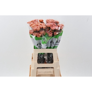 Di St Tinted Vintage