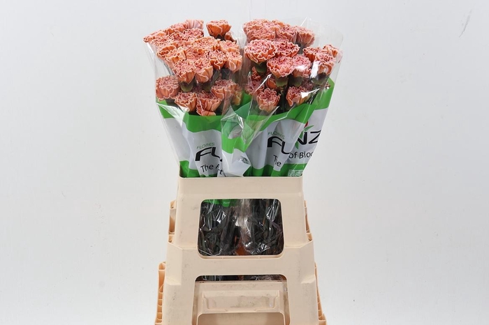 <h4>Di St Tinted Vintage</h4>