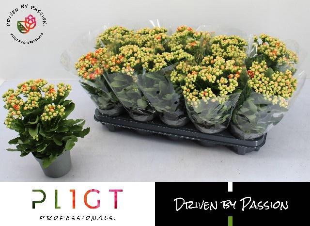 <h4>KAL GE MF GENEVA</h4>