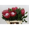 Protea Cynaroides Madiba